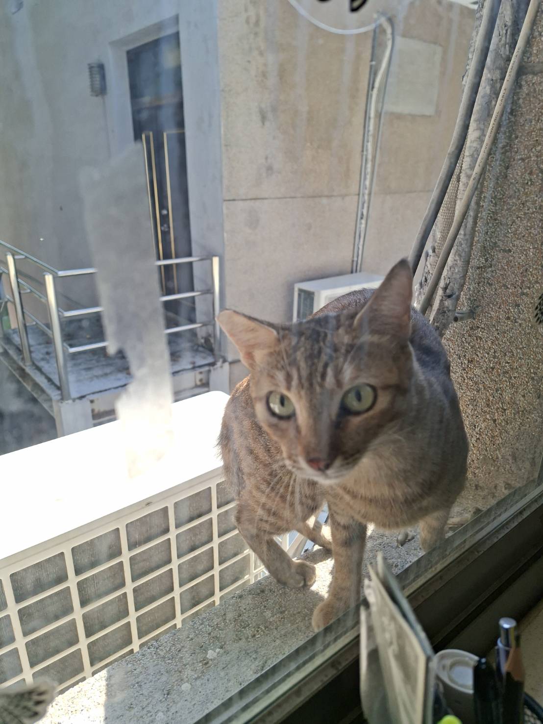 今日份黃總